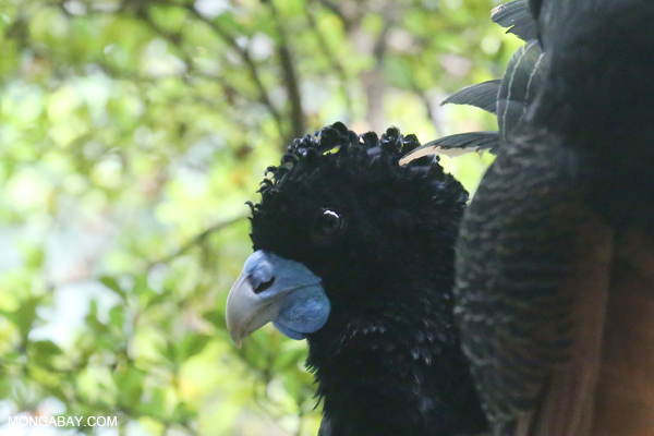 Blue-billed Curassow