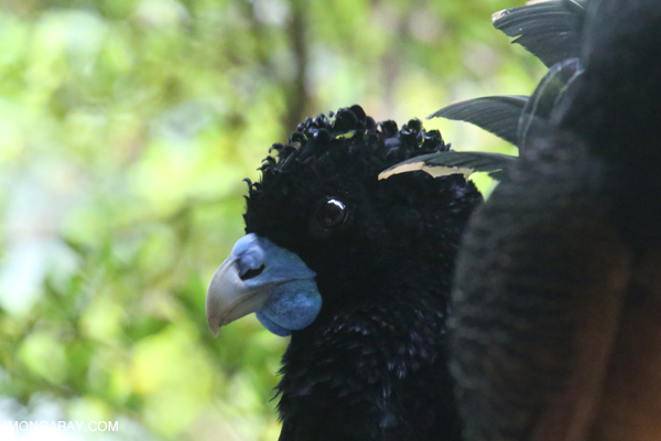 Blue-knobbed Curassow
