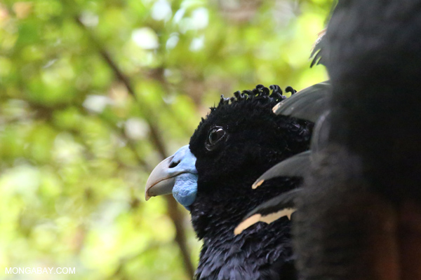 Blue-billed Curassow
