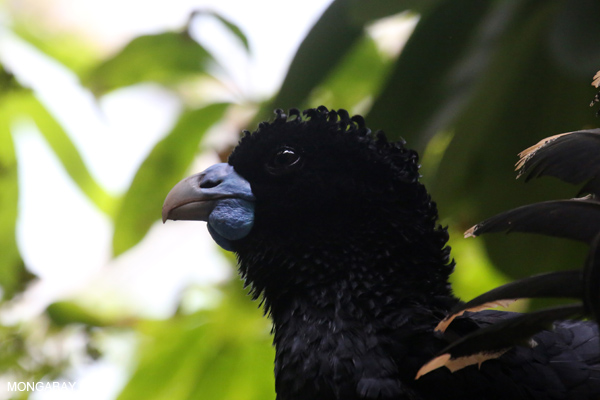 Blue-knobbed Curassow