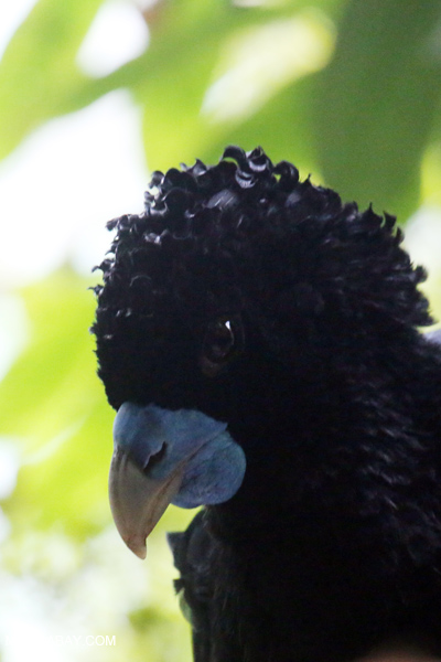 Blue-billed Curassow (Crax alberti)