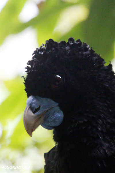Blue-billed Curassow