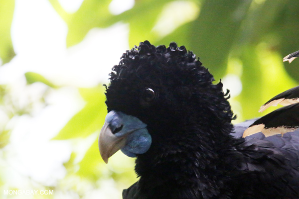 Blue-knobbed Curassow