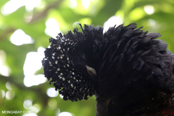 Blue-billed Curassow (Crax alberti)
