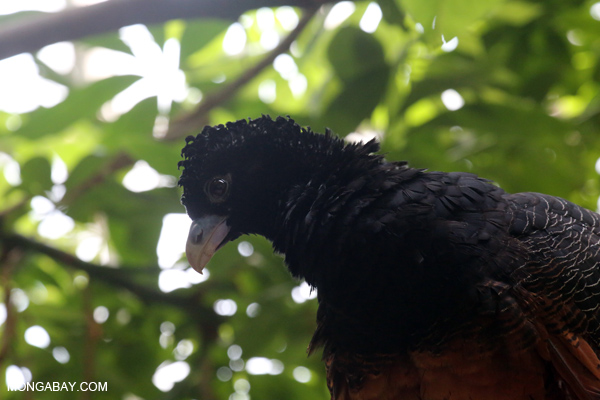 Blue-billed Curassow