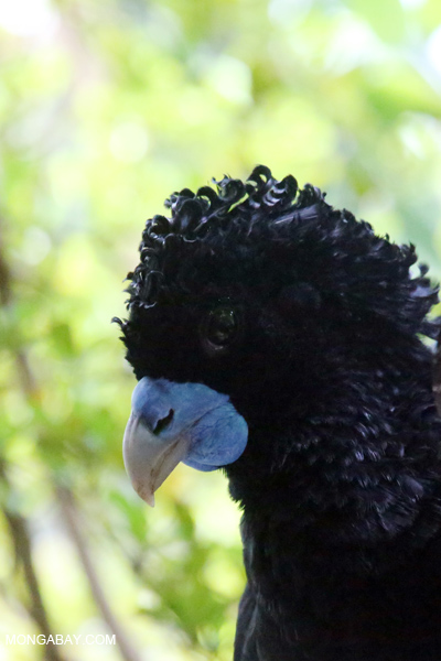 Blue-knobbed Curassow