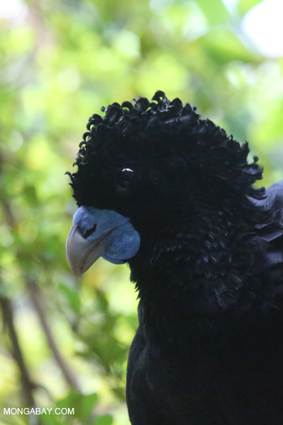Blue-billed Curassow (Crax alberti)