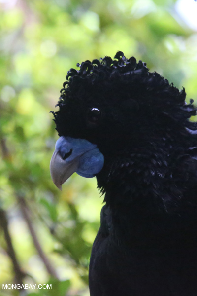 Blue-billed Curassow (Crax alberti)