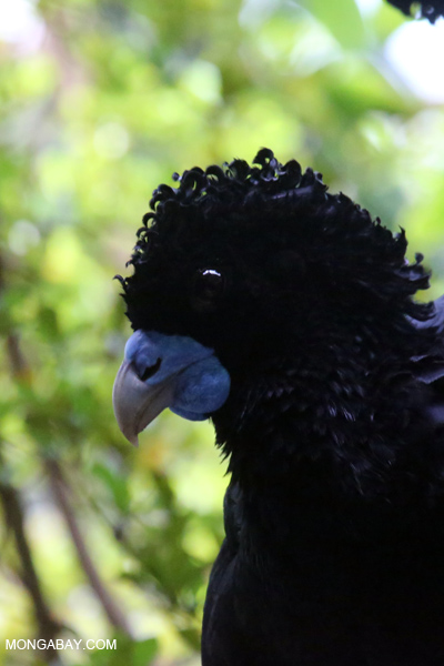 Blue-knobbed Curassow (Crax alberti)
