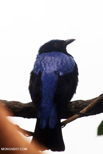 Fairy-bluebird