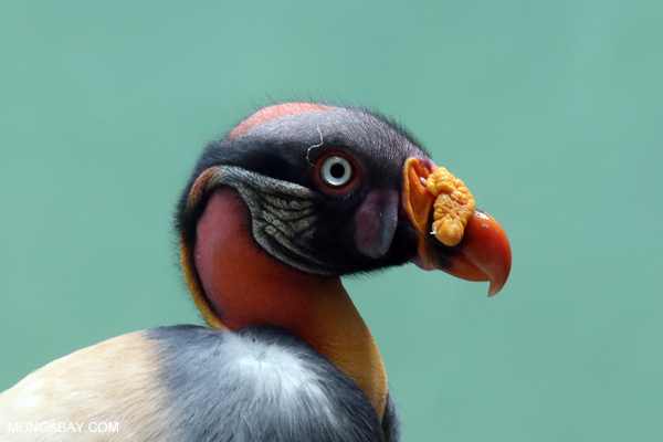 King Vulture (Sarcoramphus papa) 