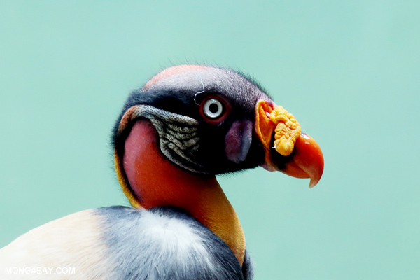 King Vulture