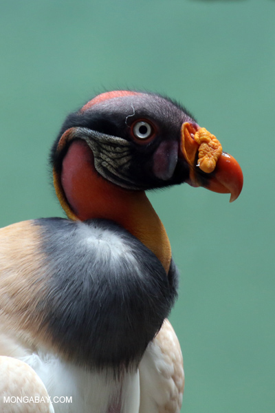 King Vulture (Sarcoramphus papa) 