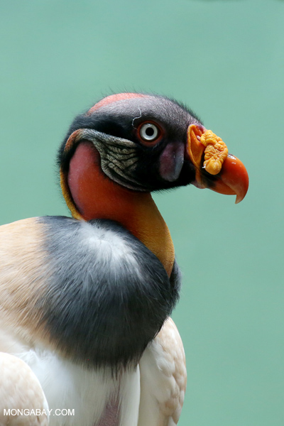 King Vulture