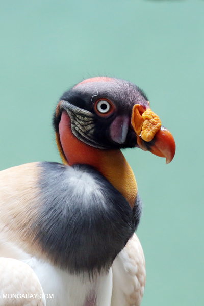 King Vulture (Sarcoramphus papa) 