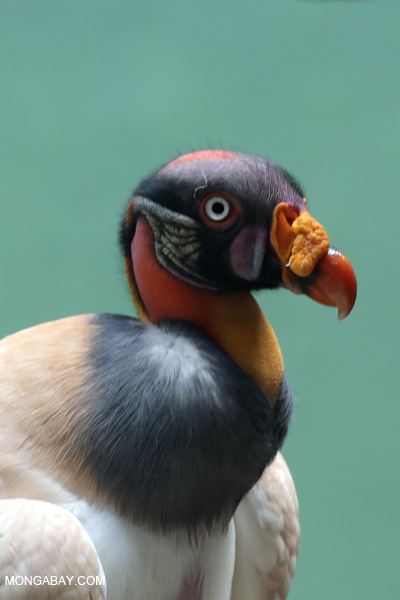 King Vulture (Sarcoramphus papa) 