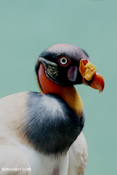 King Vulture