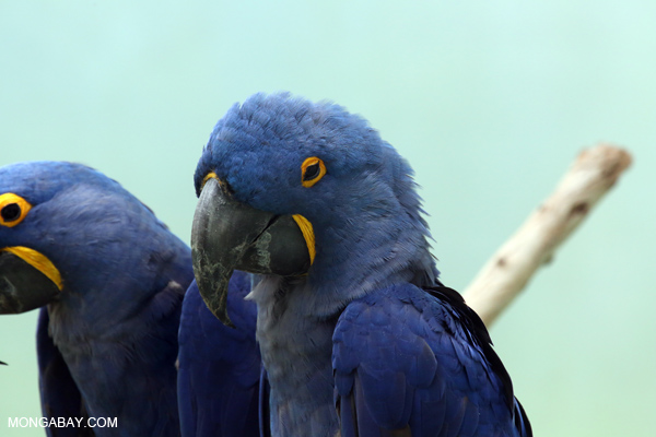Blue hyacinth macaw