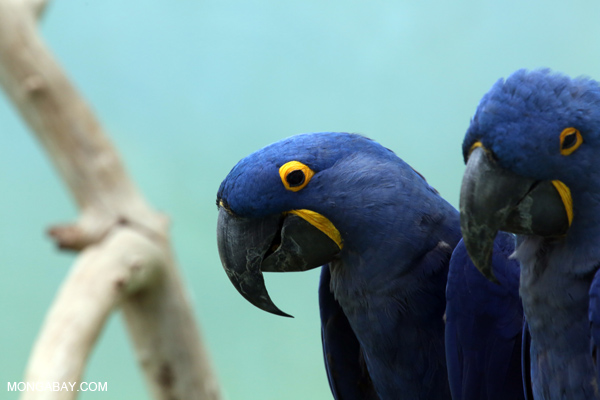 Hyacinth macaw