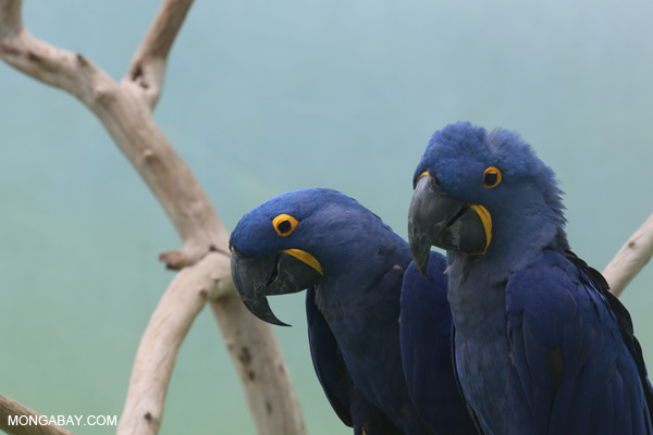 Blue hyacinth macaw