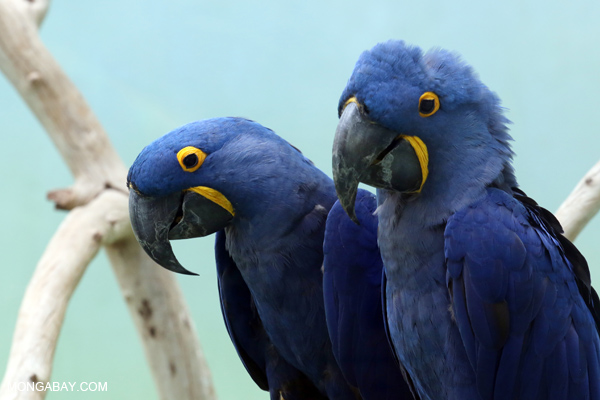 Hyacinth macaw