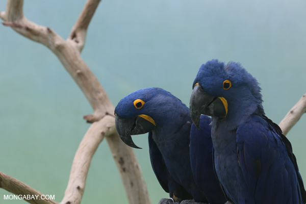 Blue hyacinth macaw