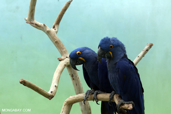 Hyacinth macaw