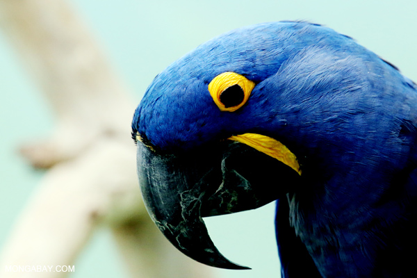 Blue hyacinth macaw