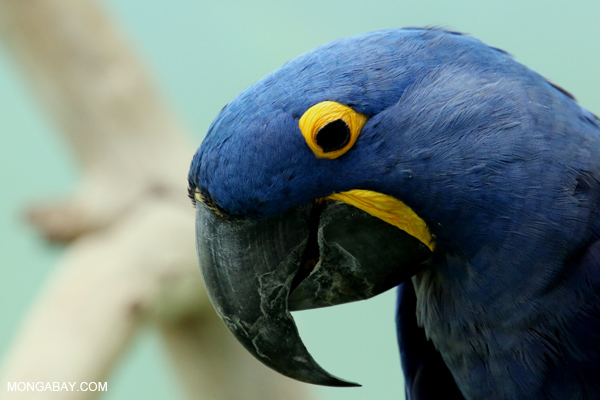 Hyacinth macaw