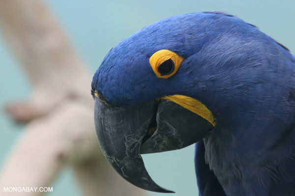 Hyacinth macaw