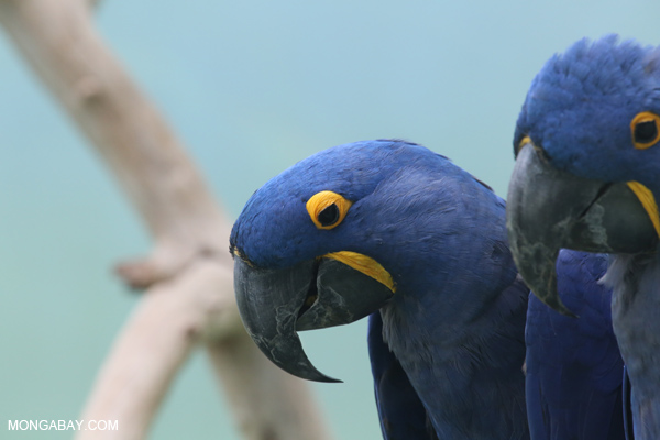 Blue hyacinth macaw