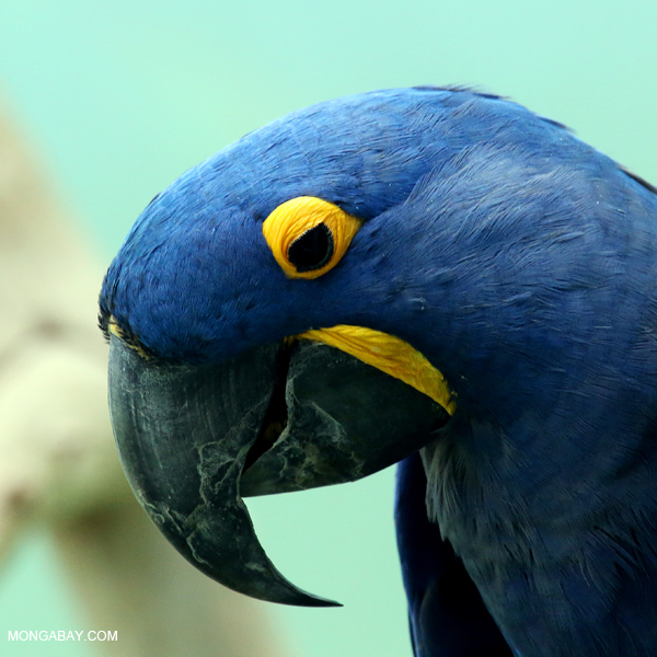 Hyacinth macaw