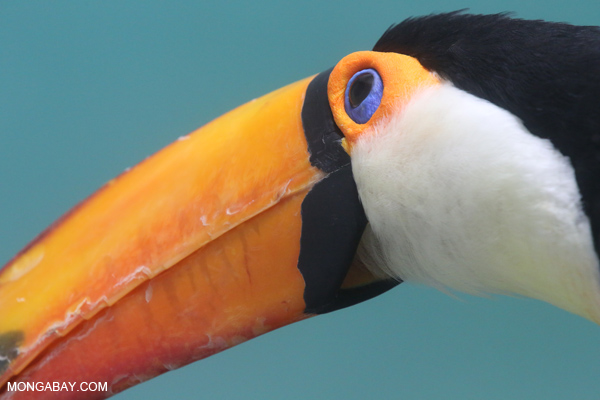 Toco Toucan (Ramphastos toco)