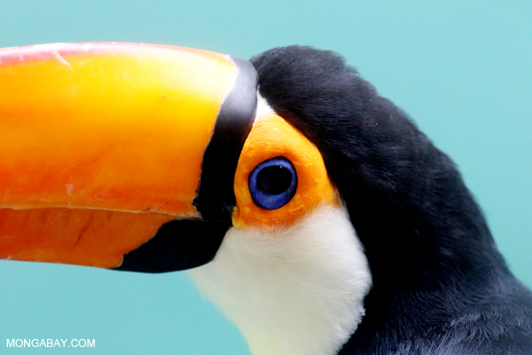 Toco Toucan