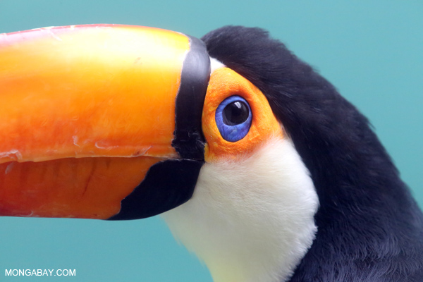 Common Toucan (Ramphastos toco)