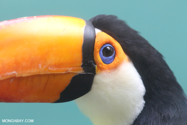 Common Toucan