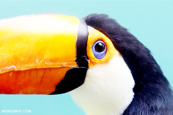 Toco Toucan (Ramphastos toco)