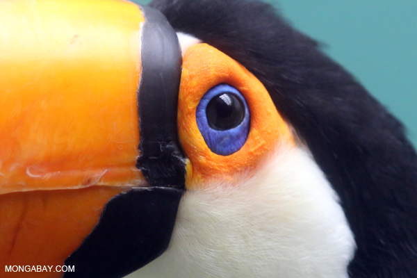 Toco Toucan