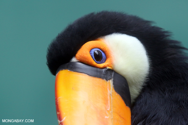 Common Toucan (Ramphastos toco)