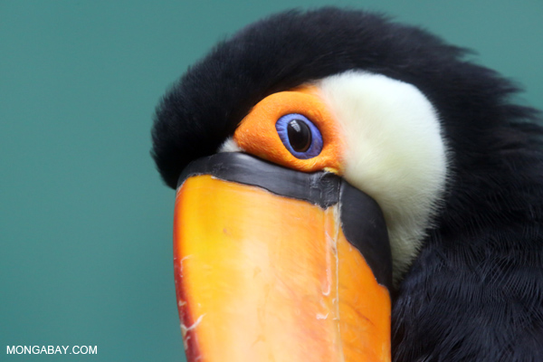 Common Toucan