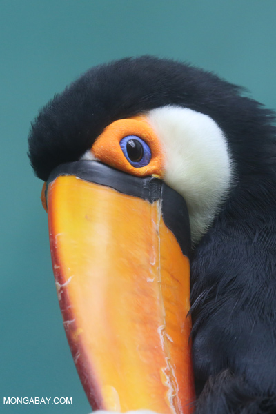 Toco Toucan (Ramphastos toco)