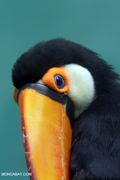 Toco Toucan
