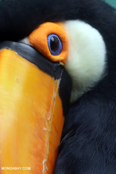 Common Toucan (Ramphastos toco)