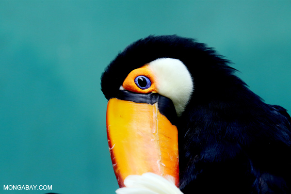 Common Toucan