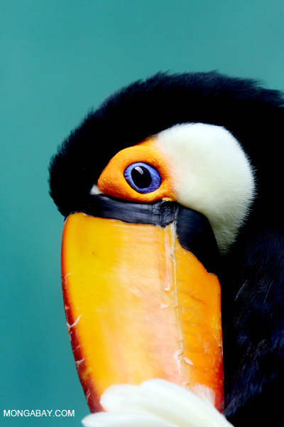 Toco Toucan (Ramphastos toco)