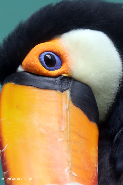 Toco Toucan