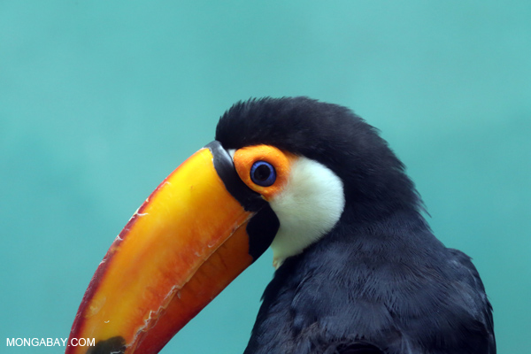 Common Toucan (Ramphastos toco)