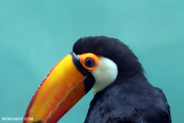 Common Toucan