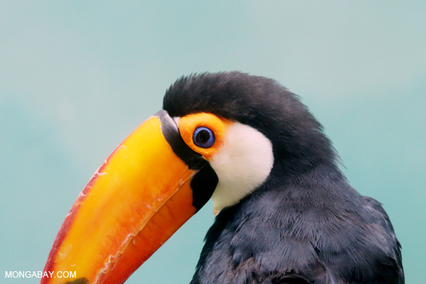 Toco Toucan (Ramphastos toco)
