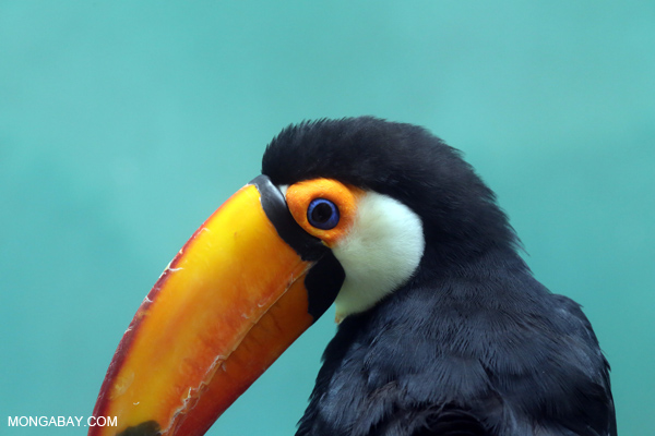 Toco Toucan